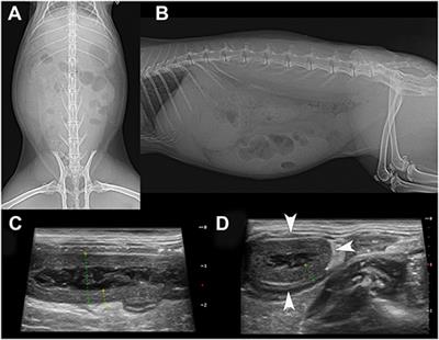 Case Report: Spontaneous Appendicitis With Suspected Involvement of Klebsiella variicola in Two Pet Rabbits